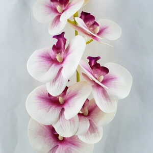 FLORES- VARA ORQUIDEA- #2 KMYA0226-1909-1Rosablancook