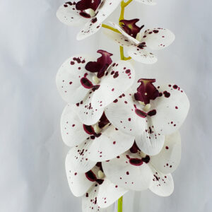 FLORES- VARA ORQUIDEA- #4- KMYA0226-1909-1Blancamoteadavinook