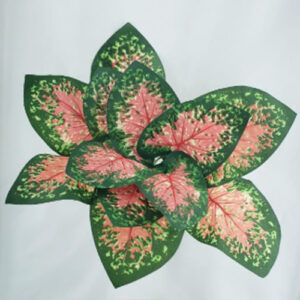 FOLLAJE- PLANTA x12- CALADIUM ROJA- KMYA60436ok